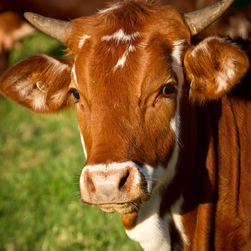 Pedigree Cattle Pedigree Cattle
